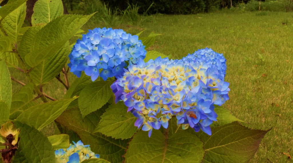 【苑内風景】梅雨入りの紫陽花